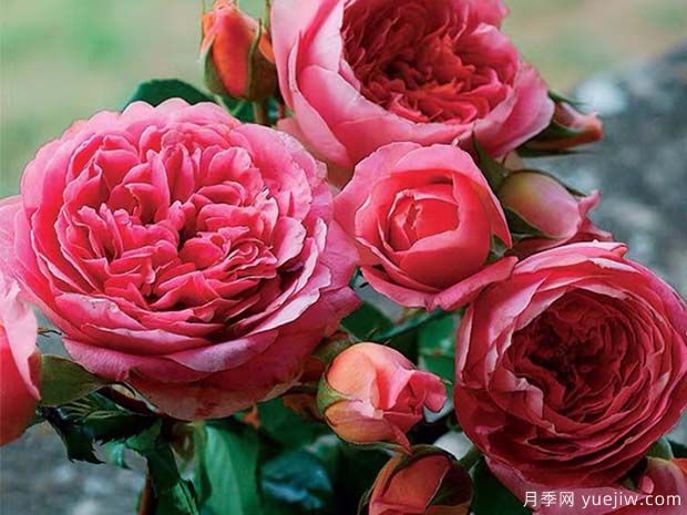 阿芒迪娜夏奈尔月季/香奈儿月季(图3)