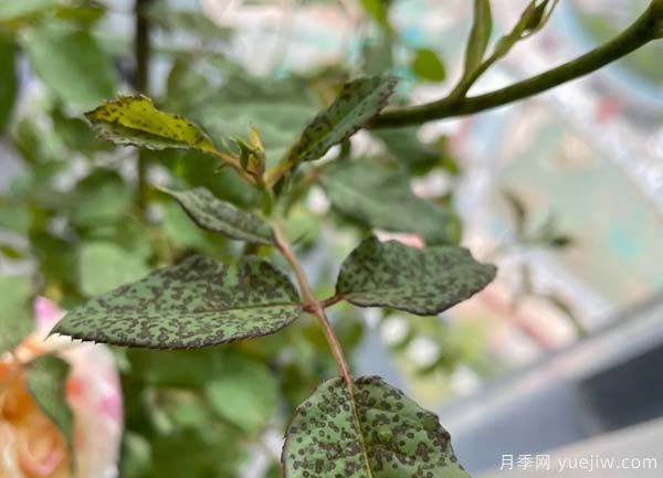 月季常见的4种病虫害和防治措施(图1) 月季常见的4种病虫害和防治措施(图1)