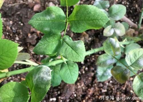 月季常见的4种病虫害和防治措施(图2) 月季常见的4种病虫害和防治措施(图2)