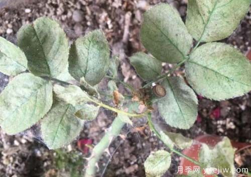 月季常见的4种病虫害和防治措施(图3) 月季常见的4种病虫害和防治措施(图3)