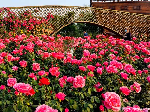 廊坊月季市花文化和月季景观(图2)