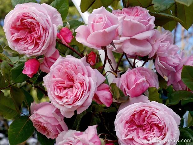 刁蛮公主月季/吻我凯特月季Kiss Me Kate(图4)