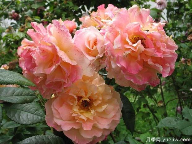 奥古斯塔路易斯月季(图2) 奥古斯塔路易斯月季(图2)