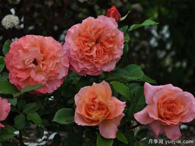 奥古斯塔路易斯月季(图3) 奥古斯塔路易斯月季(图3)