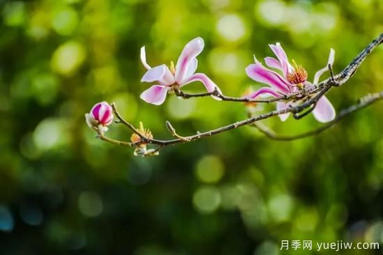 植物专类园带火的苗木有哪些，月季园火了(图4)