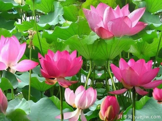 植物专类园带火的苗木有哪些，月季园火了(图7)