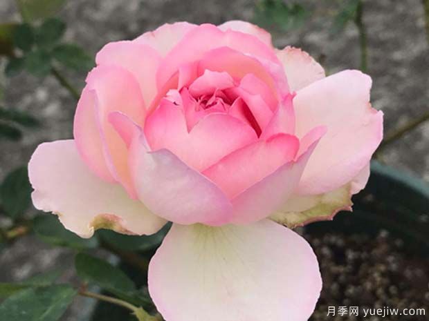 伊芙魂之香水月季的优缺点是什么？(图1)