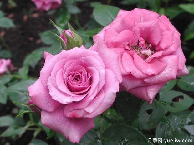 薰衣草光芒月季(图1)