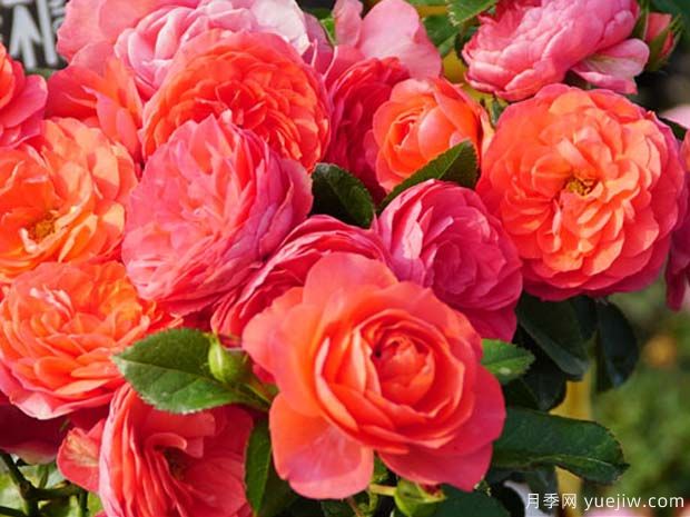 香奈儿阳台月季/香奈儿果汁(图2)