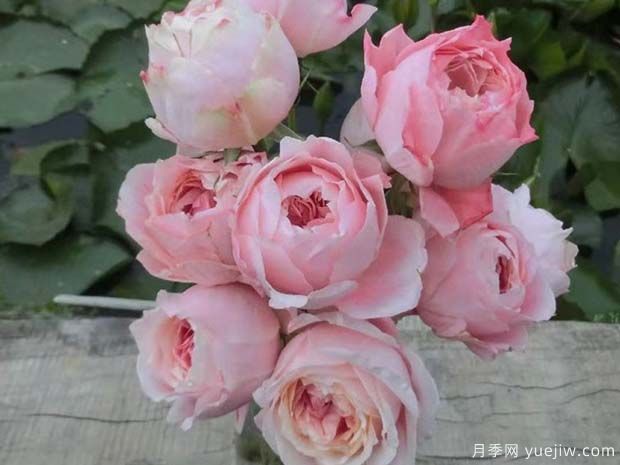 樱花公主月季(图2)