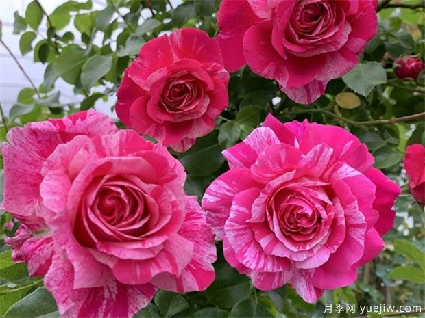 适合夏季养的藤本月季,推荐10个月季品种,开花不断(图4) 适合夏季养的藤本月季,推荐10个月季品种,开花不断(图4)
