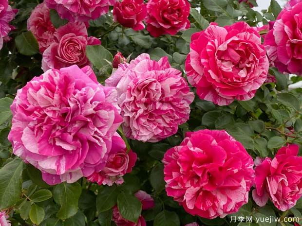 克利伯条纹月季/依蕾莎丝特月季(图1)