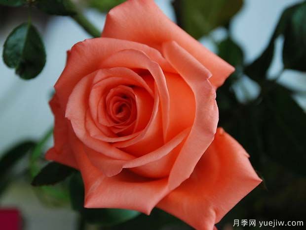 影星月季/艳粉月季/电影明星月季(图1) 影星月季/艳粉月季/电影明星月季(图1)