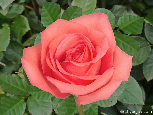 影星月季/艳粉月季/电影明星月季(图2) 影星月季/艳粉月季/电影明星月季(图2)