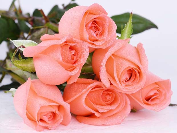 影星月季/艳粉月季/电影明星月季(图3) 影星月季/艳粉月季/电影明星月季(图3)