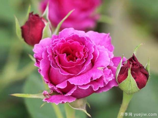 草药月季(图1) 草药月季(图1)