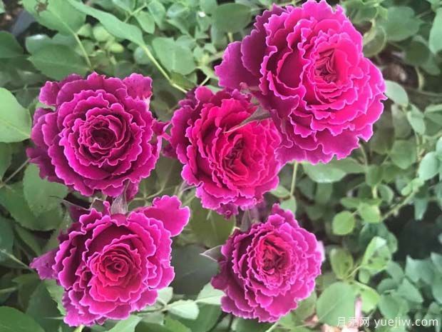 草药月季(图2) 草药月季(图2)