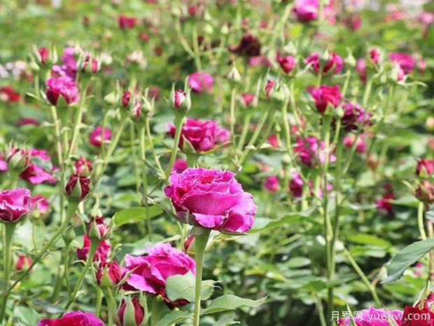 草药月季(图3) 草药月季(图3)