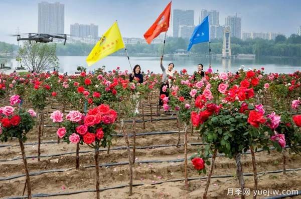 潍坊昌乐：西湖月季五月天 百亩花海采风季(图2)