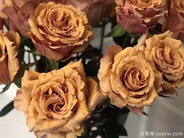 太妃糖月季/摩卡(图1)