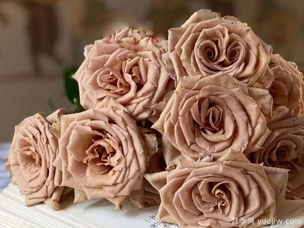 推荐10个经典切花月季品种，颜值高养护简单(图1)