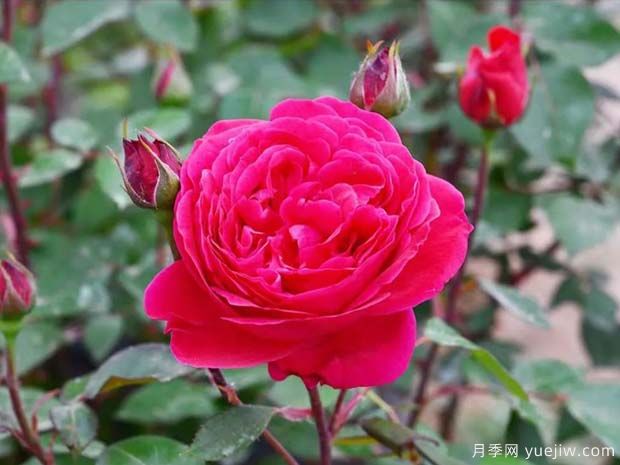 首善之花月季(图1) 首善之花月季(图2)