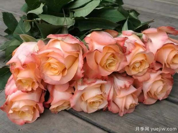 油画蒙娜丽莎月季(图2) 油画蒙娜丽莎月季(图2)