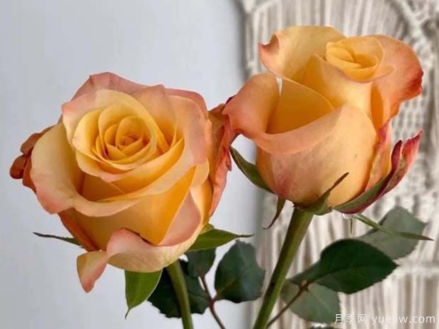 油画蒙娜丽莎月季(图1) 油画蒙娜丽莎月季(图1)