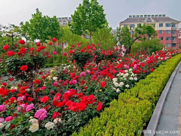 潍坊月季市花文化和月季景观(图3)