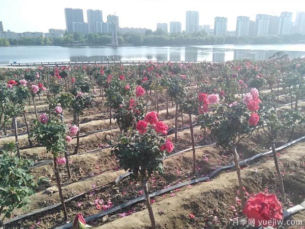 潍坊月季市花文化和月季景观(图5)