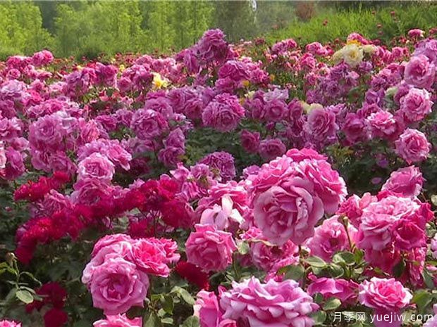 潍坊月季市花文化和月季景观(图1)