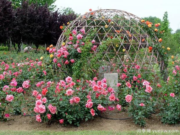 月季园：潍坊寿光中华月季园(图6)
