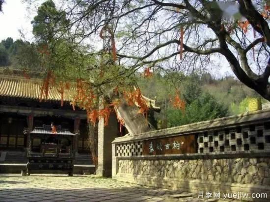 公认的9种顶级古树名木是哪些?(图1) 公认的9种顶级古树名木是哪些?(图1)