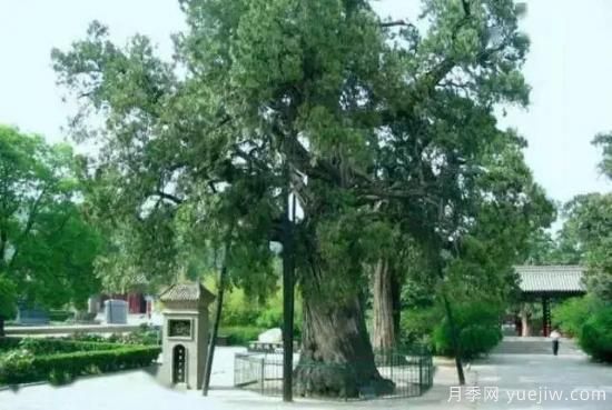 公认的9种顶级古树名木是哪些?(图3) 公认的9种顶级古树名木是哪些?(图3)