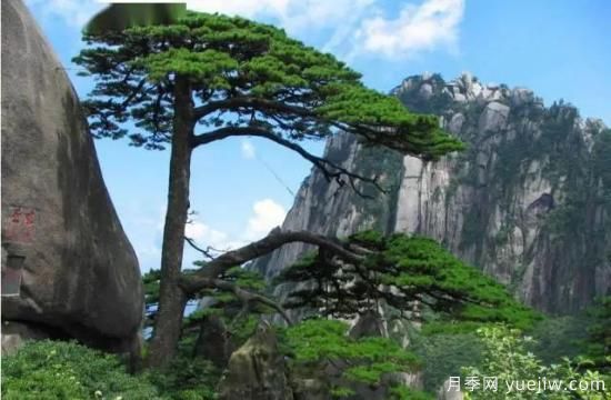 公认的9种顶级古树名木是哪些?(图5) 公认的9种顶级古树名木是哪些?(图5)