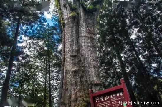 公认的9种顶级古树名木是哪些?(图6) 公认的9种顶级古树名木是哪些?(图6)