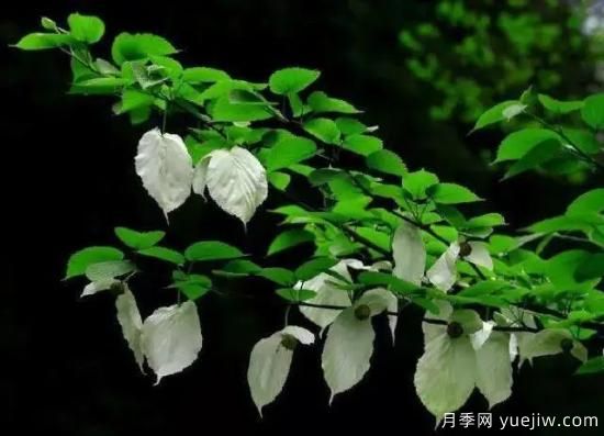 公认的9种顶级古树名木是哪些?(图7) 公认的9种顶级古树名木是哪些?(图7)