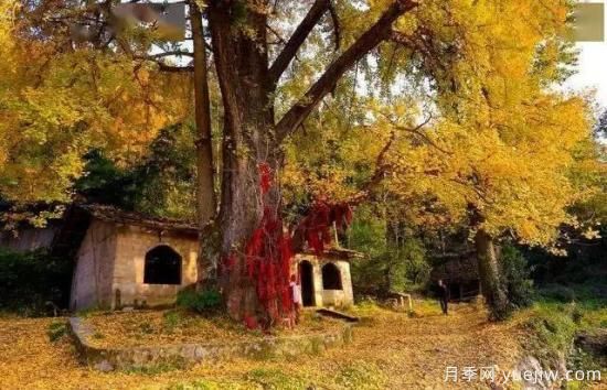 公认的9种顶级古树名木是哪些?(图9) 公认的9种顶级古树名木是哪些?(图9)