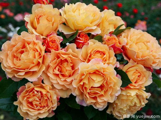 春夏交替气温升高，春植苗木新芽开始干枯回芽的处理措施？(图1)