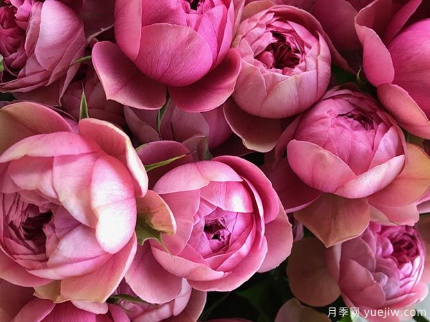 枫叶玫瑰/莲花宝石月季(图1)