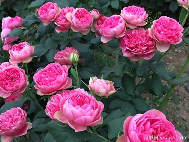 枫叶玫瑰/莲花宝石月季(图2)