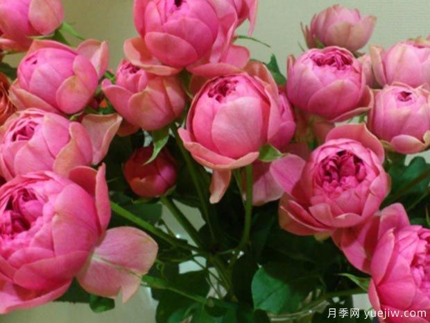 枫叶玫瑰/莲花宝石月季(图3)