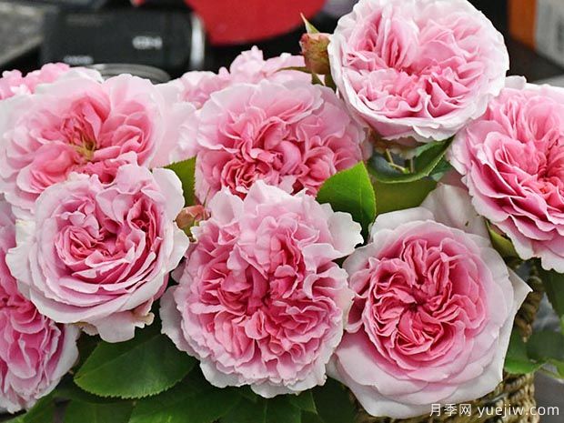 米兰达月季(图1) 米兰达月季(图1)