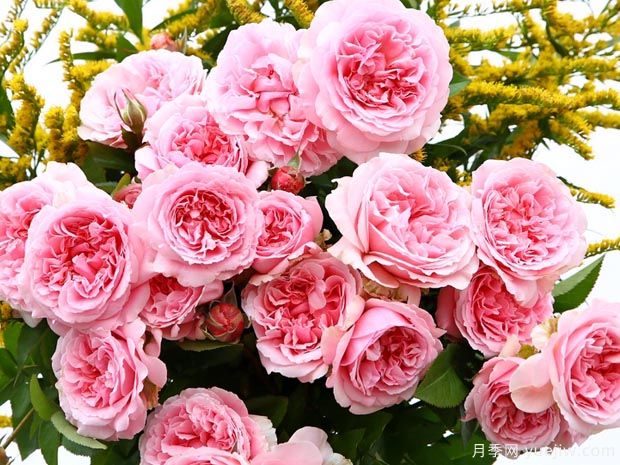 米兰达月季(图3) 米兰达月季(图3)