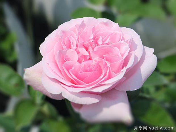 米兰达月季(图2) 米兰达月季(图2)