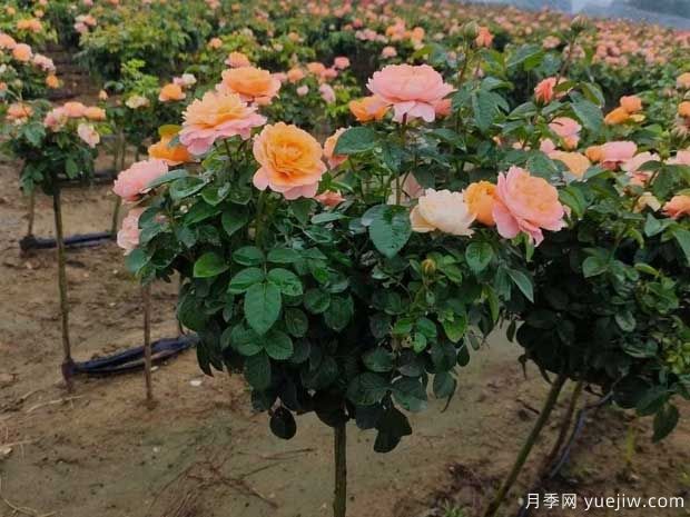 月季夏天浇水的正确方式是什么?(图1) 月季夏天浇水的正确方式是什么?(图1)