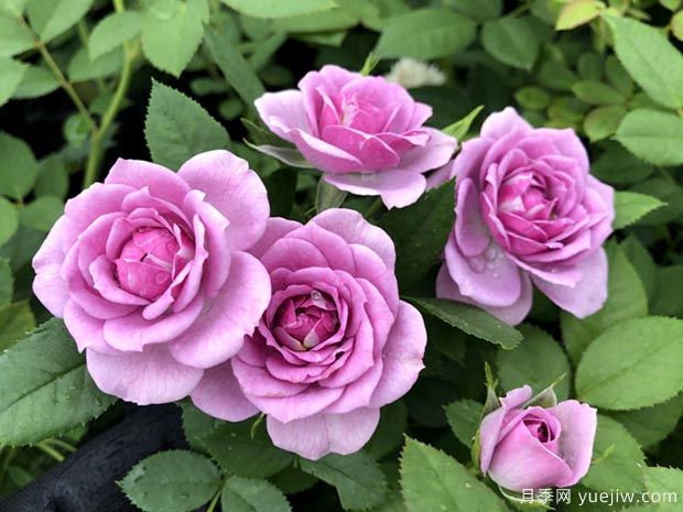 除了绒球门廊月季,还有哪些抗病能力强的门廊系列(图3) 除了绒球门廊月季,还有哪些抗病能力强的门廊系列(图3)