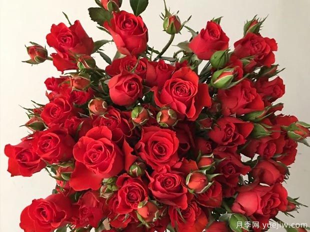 霓虹泡泡月季Neon Bubbles(图2)