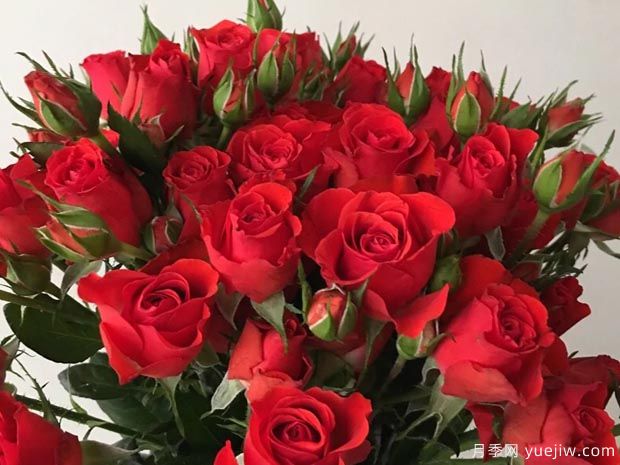 霓虹泡泡月季Neon Bubbles(图3)