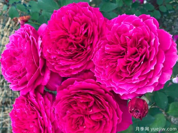 艺术泄露月季/艺术展露月季(图1) 艺术泄露月季/艺术展露月季(图1)